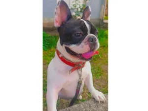 Cachorro raça Bulldog idade 3 anos nome Kiara