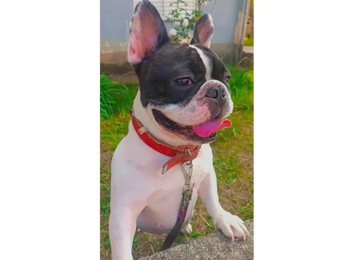 Cachorro ra a Bulldog idade 3 anos nome Kiara