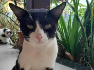 Gato raça SRD-ViraLata idade 7 a 11 meses nome Pituco