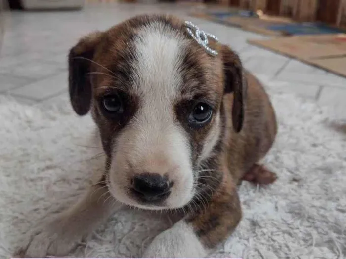 Cachorro ra a SRD-ViraLata idade Abaixo de 2 meses nome Rajada