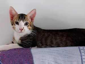 Gato raça SRD-ViraLata idade 2 a 6 meses nome AKILES