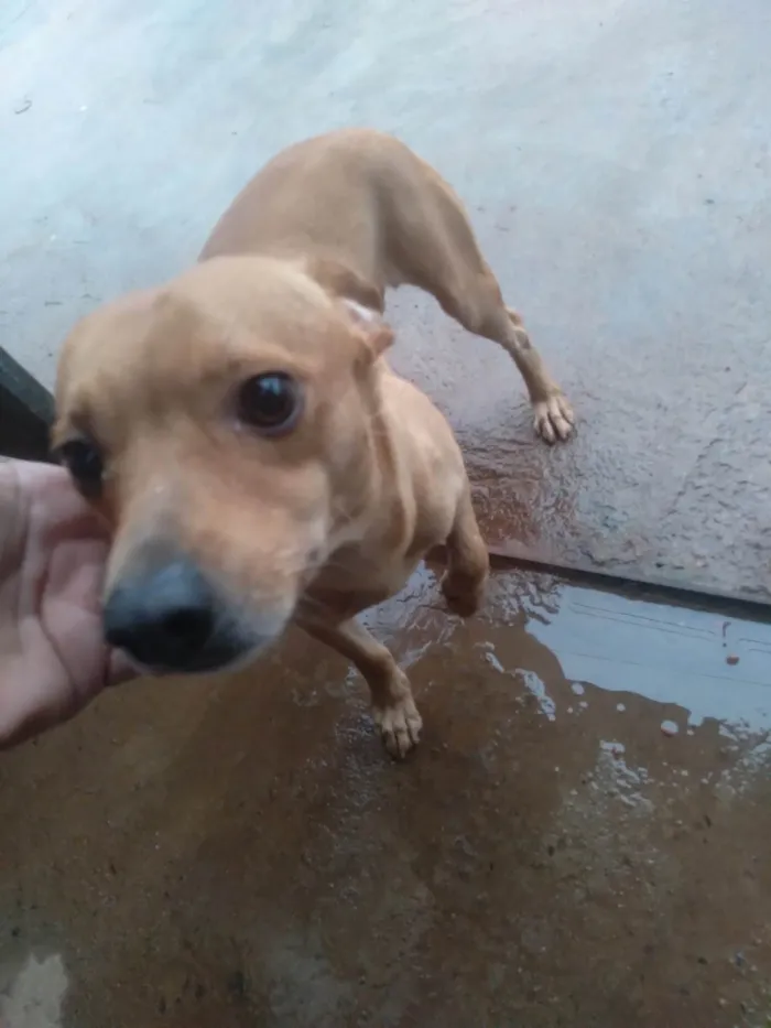 Cachorro ra a SRD-ViraLata idade 4 anos nome Caramelo