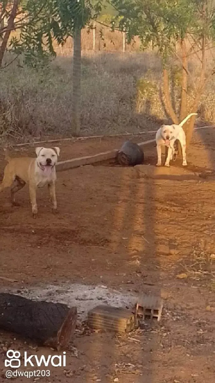 Cachorro ra a Pit-Bull idade 5 anos nome Luna e lampião 