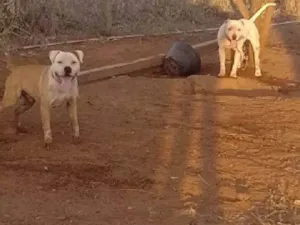 Cachorro raça Pit-Bull idade 5 anos nome Luna e lampião 