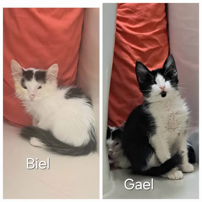 Gato ra a SRD-ViraLata idade Abaixo de 2 meses nome GaeleBiel