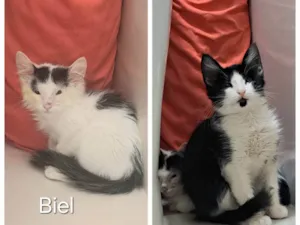 Gato raça SRD-ViraLata idade Abaixo de 2 meses nome GaeleBiel