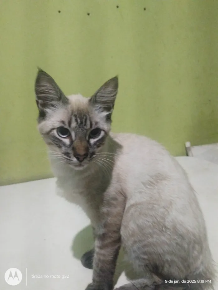 Gato ra a Siamês idade 2 a 6 meses nome Pompom