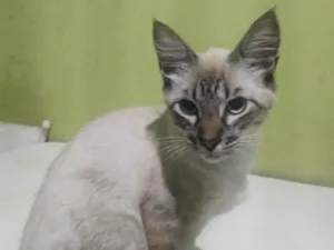 Gato raça Siamês idade 2 a 6 meses nome Pompom