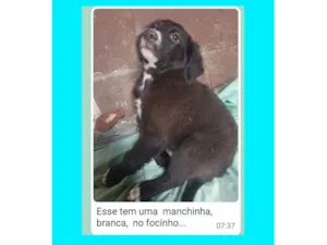 Cachorro raça SRD-ViraLata idade Abaixo de 2 meses nome Filhotes de cachorro 70 dias de vida para adoção 