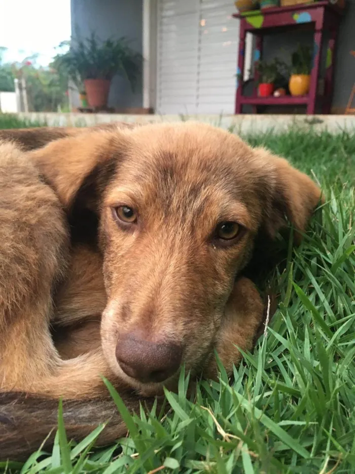 Cachorro ra a SRD-ViraLata idade 2 a 6 meses nome Thor e Naruto