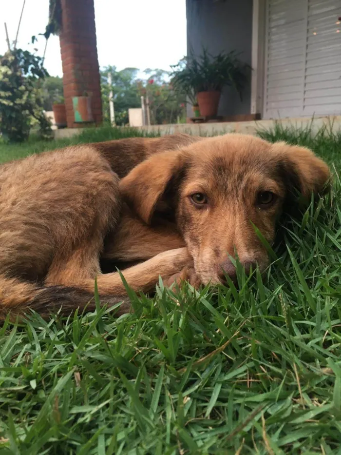 Cachorro ra a SRD-ViraLata idade 2 a 6 meses nome Thor e Naruto