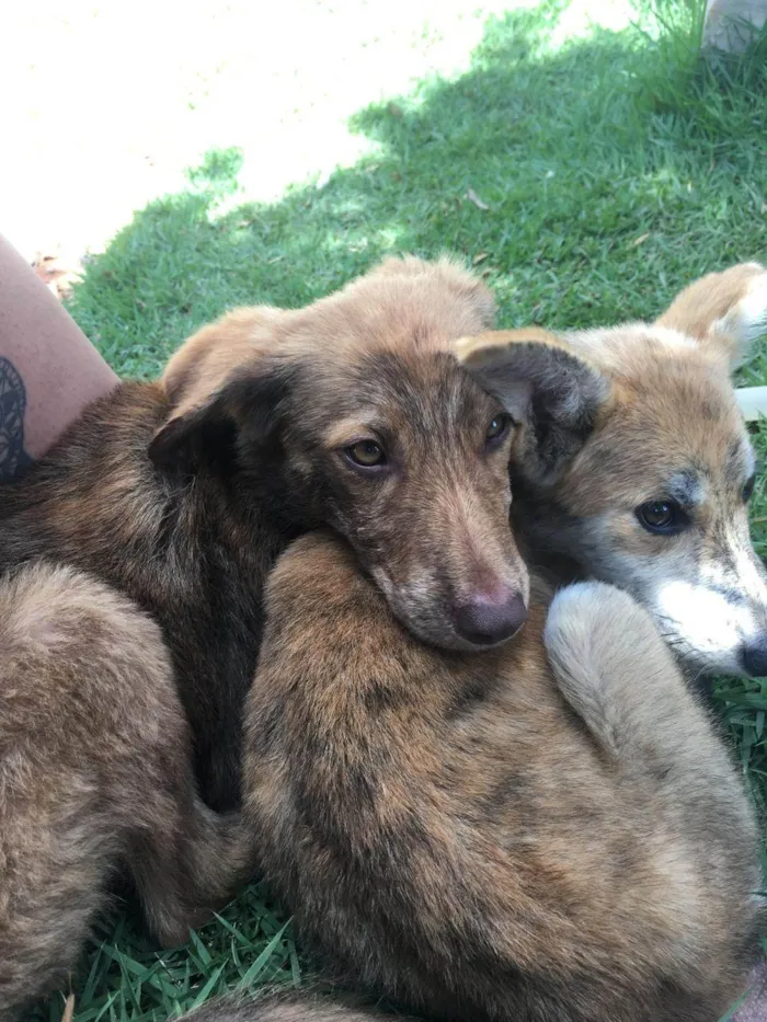 Cachorro ra a SRD-ViraLata idade 2 a 6 meses nome Thor e Naruto