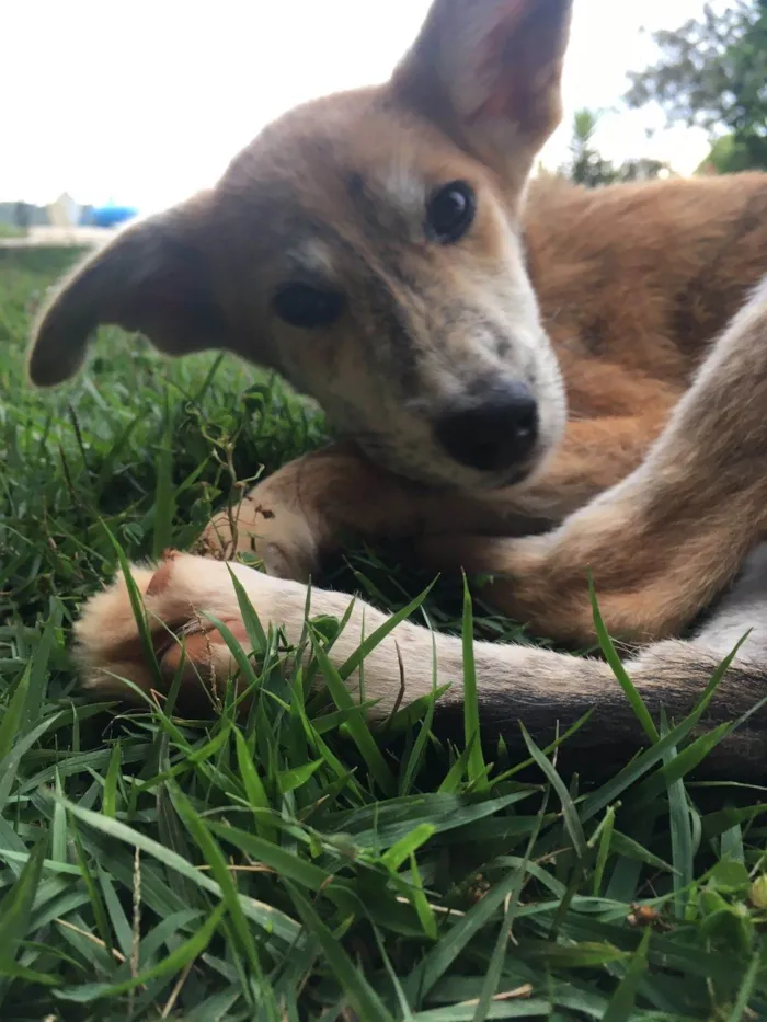 Cachorro ra a SRD-ViraLata idade 2 a 6 meses nome Thor e Naruto