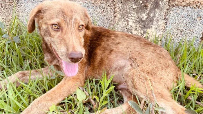 Cachorro ra a SRD-ViraLata idade 2 a 6 meses nome Thor e Naruto