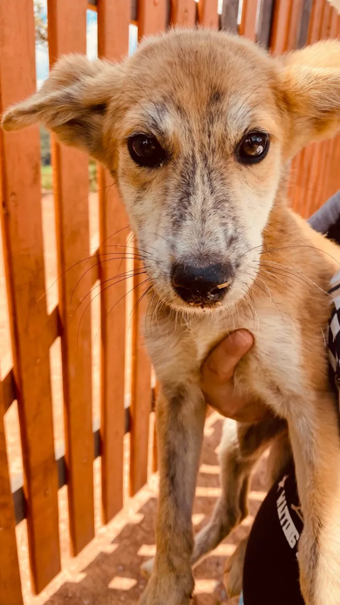 Cachorro ra a SRD-ViraLata idade 2 a 6 meses nome Thor e Naruto