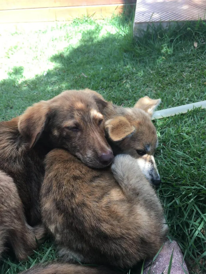 Cachorro ra a SRD-ViraLata idade 2 a 6 meses nome Thor e Naruto