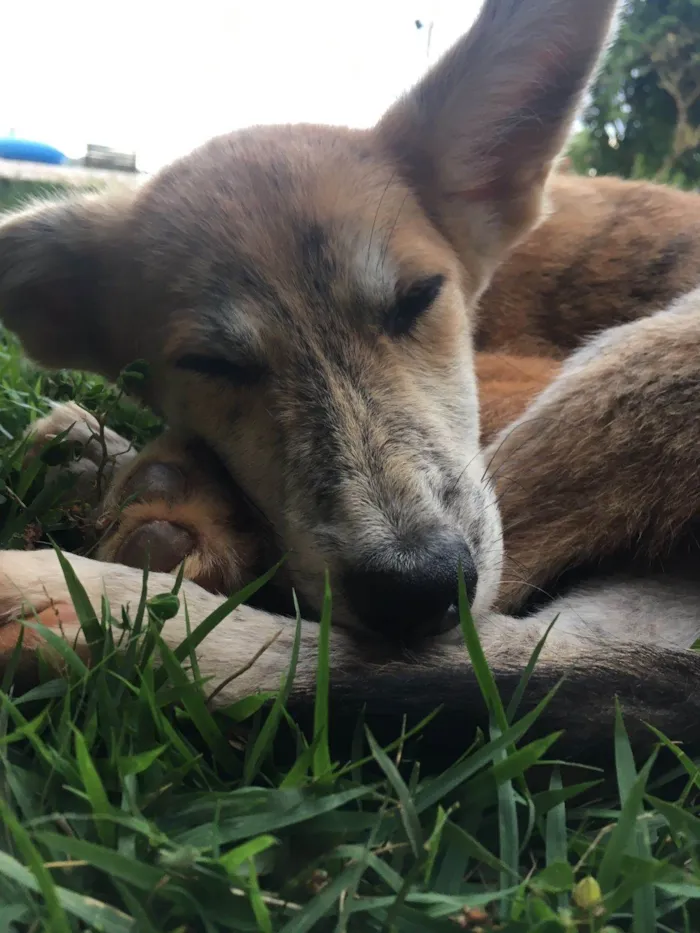 Cachorro ra a SRD-ViraLata idade 2 a 6 meses nome Thor e Naruto