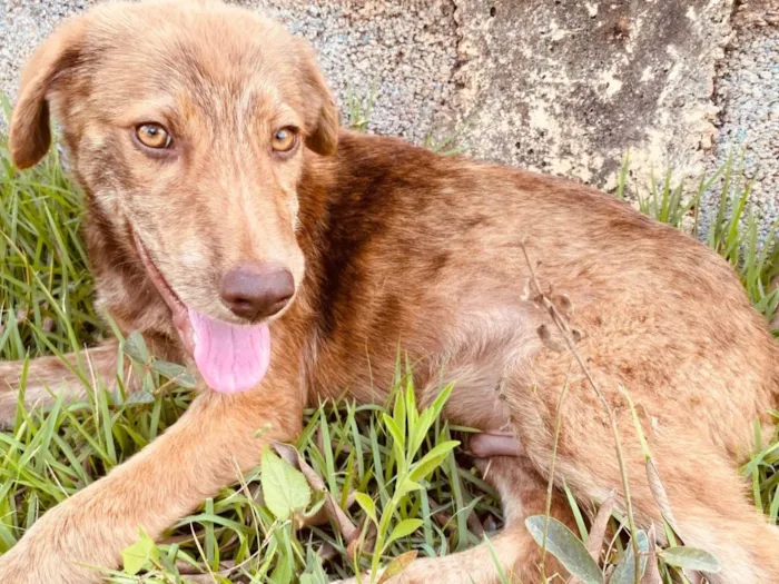 Cachorro ra a SRD-ViraLata idade 2 a 6 meses nome Thor e Naruto