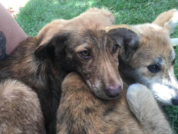 Cachorro ra a SRD-ViraLata idade 2 a 6 meses nome Thor e Naruto