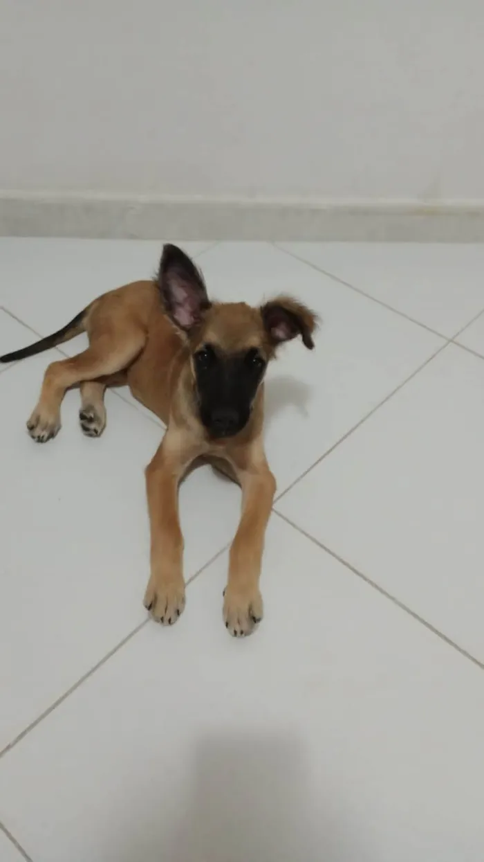 Cachorro ra a Pastor Alemão idade Abaixo de 2 meses nome Abila 