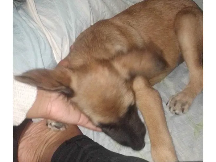 Cachorro ra a Pastor Alemão idade Abaixo de 2 meses nome Abila 