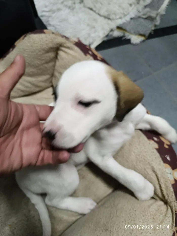 Cachorro ra a SRD-ViraLata idade Abaixo de 2 meses nome Belinha 