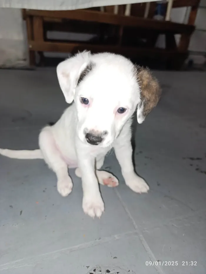 Cachorro ra a SRD-ViraLata idade Abaixo de 2 meses nome Lindinha 