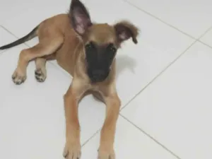 Cachorro raça Pastor Alemão idade Abaixo de 2 meses nome Abila 