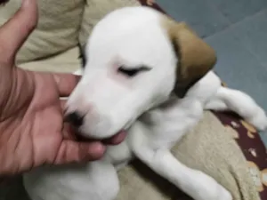 Cachorro raça SRD-ViraLata idade Abaixo de 2 meses nome Belinha 