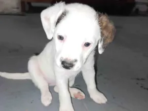 Cachorro raça SRD-ViraLata idade Abaixo de 2 meses nome Lindinha 