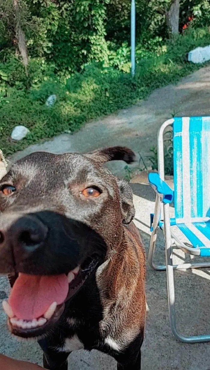 Cachorro ra a Labrador idade 5 anos nome Babu