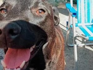 Cachorro raça Labrador idade 5 anos nome Babu