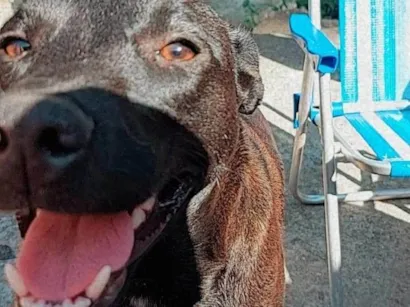 Cachorro raça Labrador idade 5 anos nome Babu