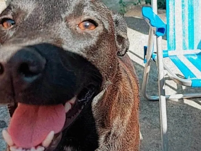 Cachorro ra a Labrador idade 5 anos nome Babu