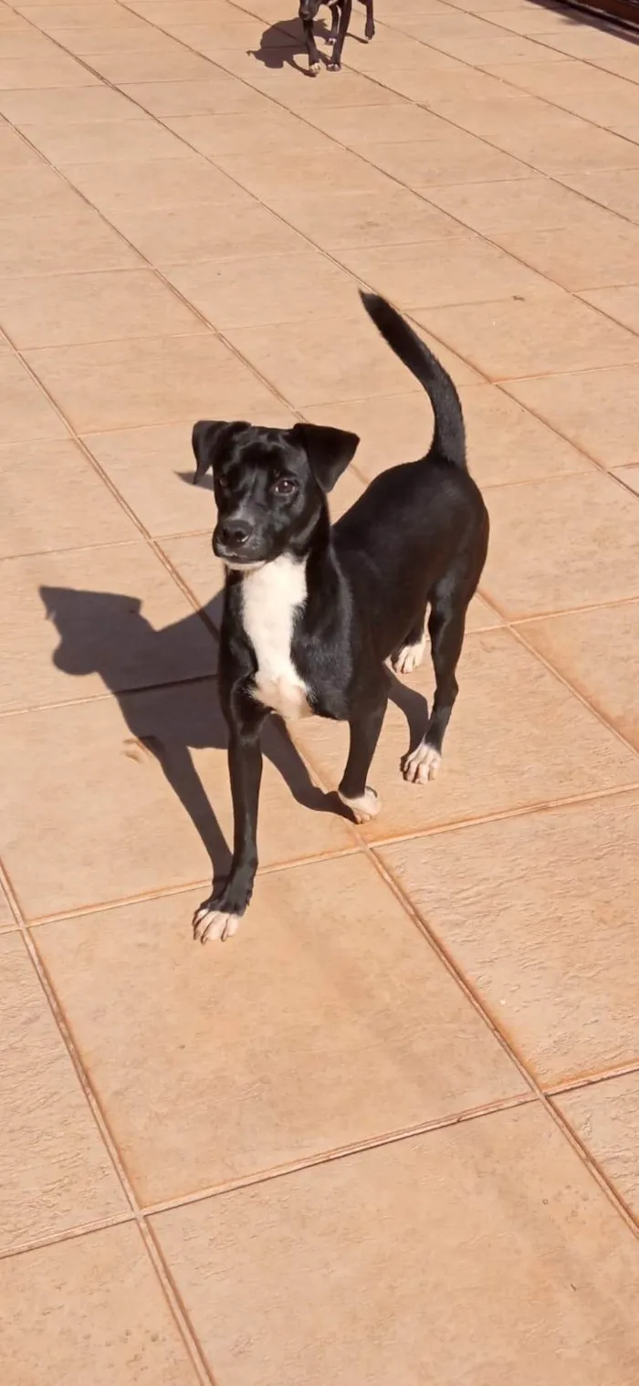 Cachorro ra a SRD-ViraLata idade 2 anos nome Duda