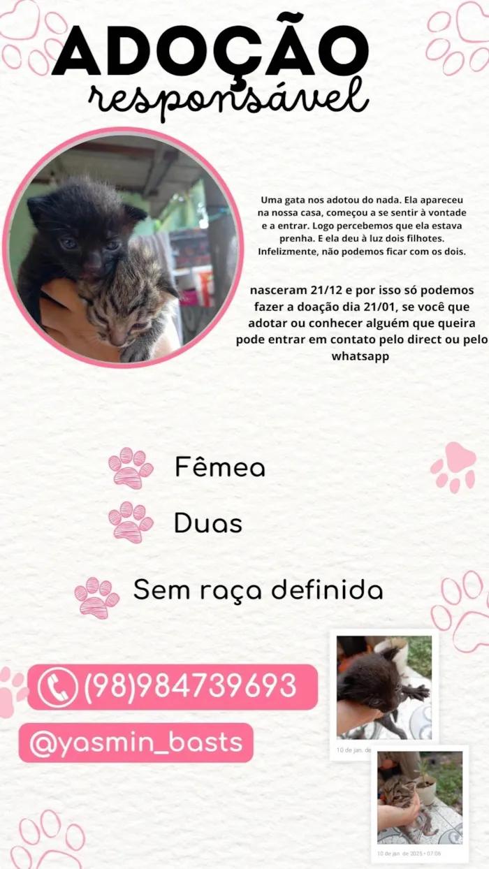 Gato ra a SRD-ViraLata idade Abaixo de 2 meses nome Sem nome 