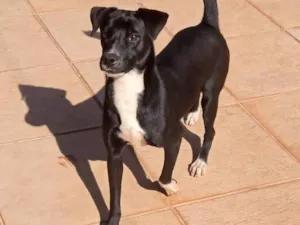 Cachorro raça SRD-ViraLata idade 2 anos nome Duda