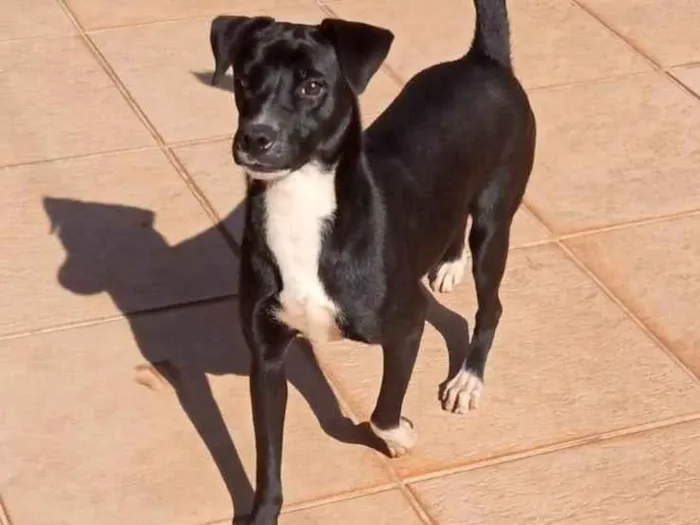 Cachorro ra a SRD-ViraLata idade 2 anos nome Duda