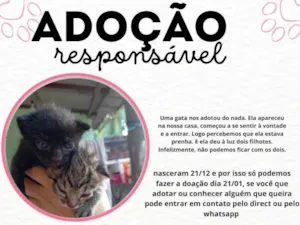 Gato raça SRD-ViraLata idade Abaixo de 2 meses nome Sem nome 