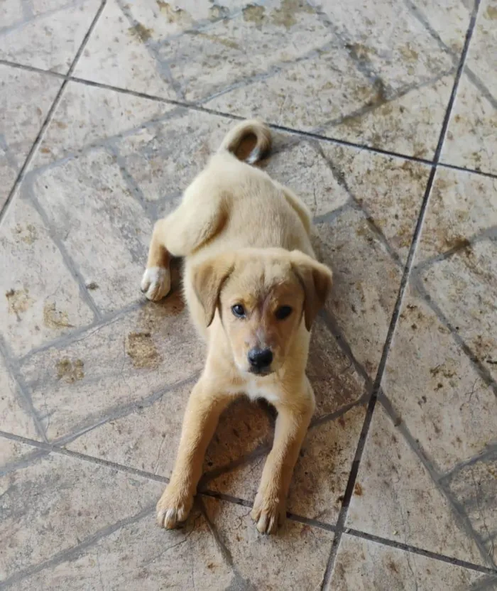 Cachorro ra a SRD-ViraLata idade Abaixo de 2 meses nome Tininha