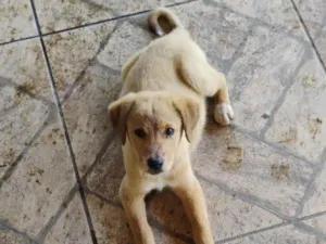 Cachorro raça SRD-ViraLata idade Abaixo de 2 meses nome Tininha