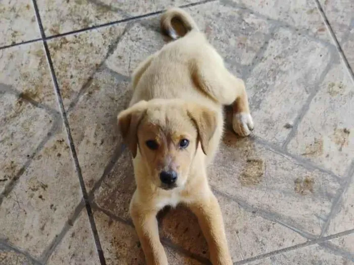 Cachorro ra a SRD-ViraLata idade Abaixo de 2 meses nome Tininha