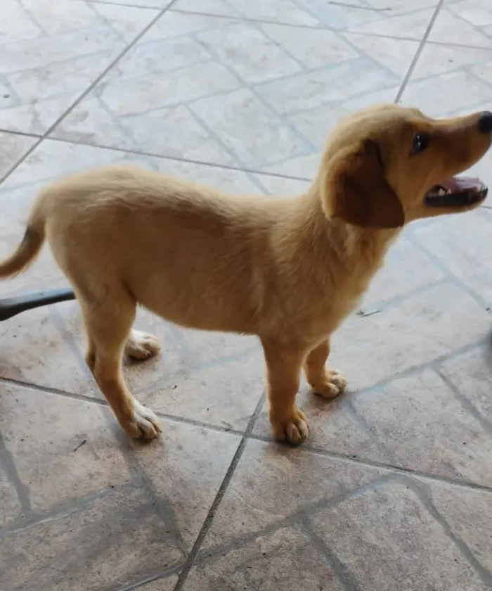 Cachorro ra a SRD-ViraLata idade Abaixo de 2 meses nome Tininha