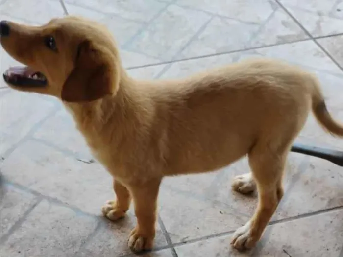 Cachorro ra a SRD-ViraLata idade Abaixo de 2 meses nome Tininha