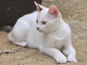 Gato raça SRD-ViraLata idade 2 a 6 meses nome Sem nome