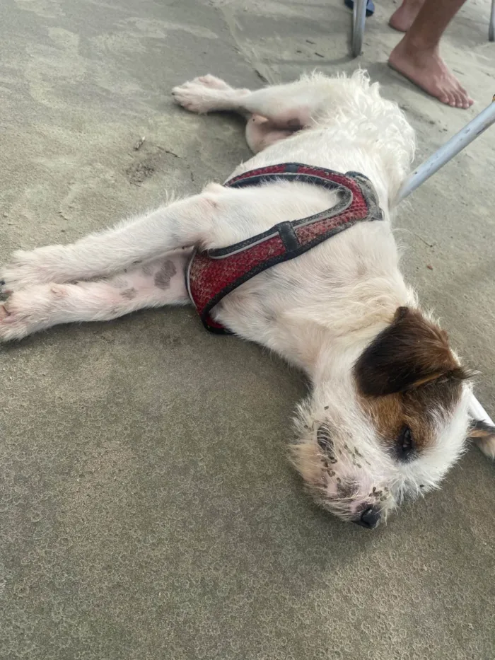 Cachorro ra a SRD-ViraLata idade 2 anos nome Não sei 