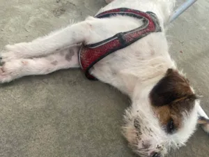 Cachorro raça SRD-ViraLata idade 2 anos nome Não sei 