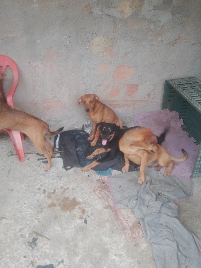 Cachorro ra a SRD-ViraLata idade 7 a 11 meses nome Caramelo