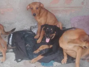 Cachorro raça SRD-ViraLata idade 7 a 11 meses nome Caramelo