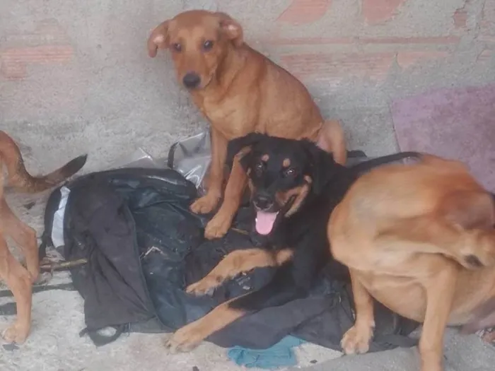 Cachorro ra a SRD-ViraLata idade 7 a 11 meses nome Caramelo